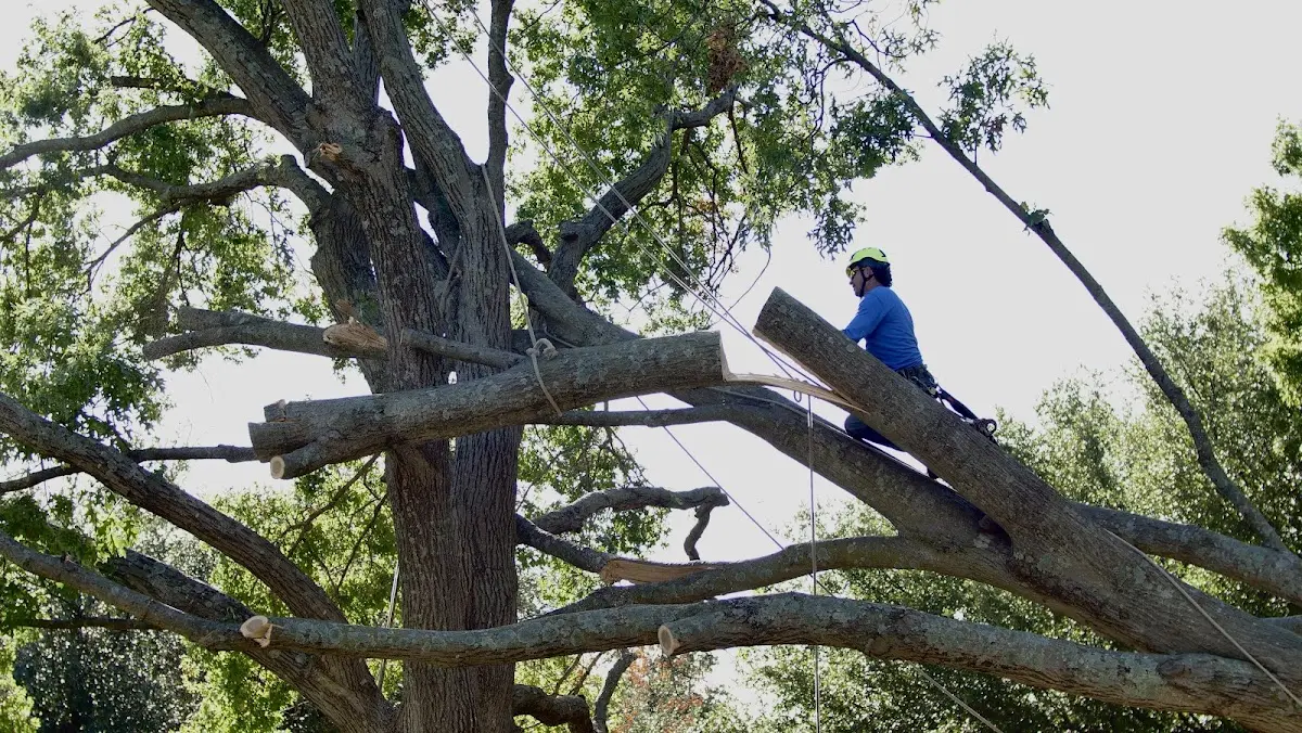 Professional Crown Thinning performed by certified arborists in North Evans