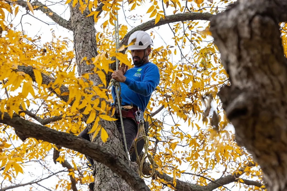Skilled Tree Transplanting crew working in North Evans