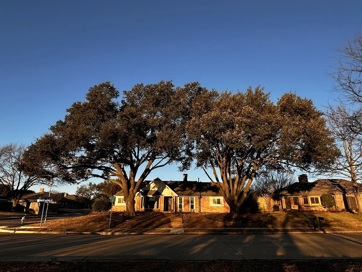 Established residential canopy tree shading a home in North Evans