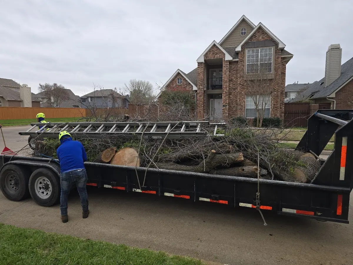 Expert Tree Removal with proper safety equipment in North Evans